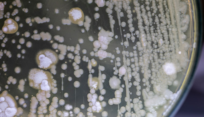 EN ISO 7932 Varsayımsal Bacillus Cereus Numaralandırması için Yatay Yöntem - 30 °C İçinde Koloni Sayısı Tekniği